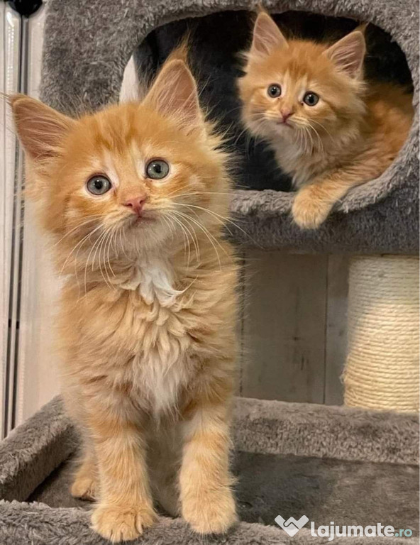 Siberiană de pădure