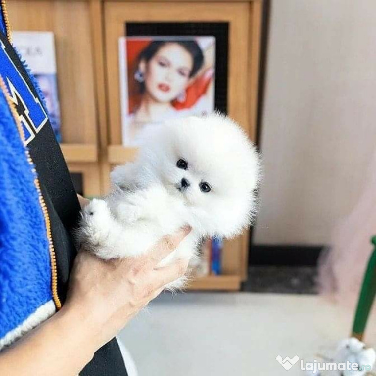 Pomeranian ursulet mini talie mica Rasa pura