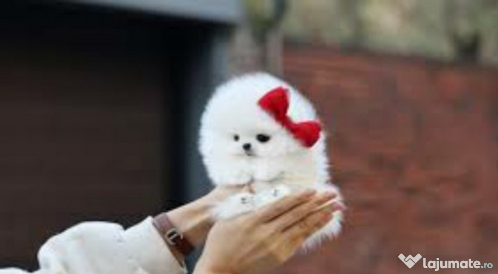 Pomeranian mini boo toy ocazie oferta