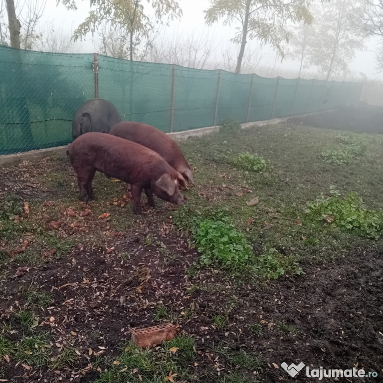 Vând pentru sacrificat