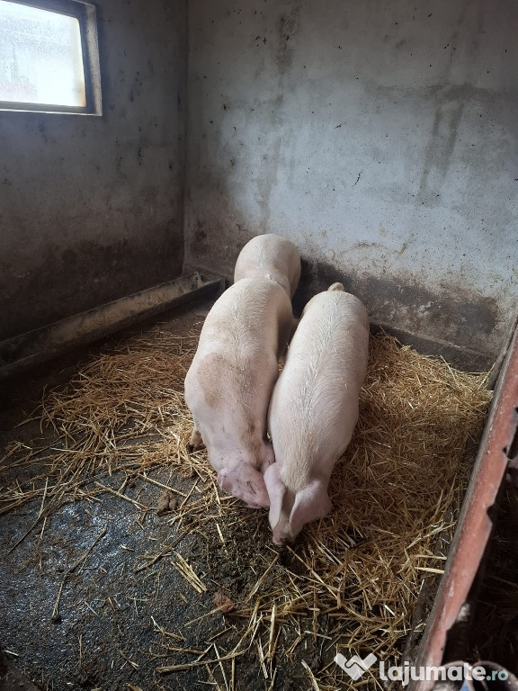 Porci de vânzare!!