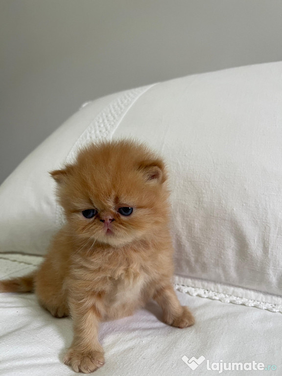 Persană Chinchilla / kittens