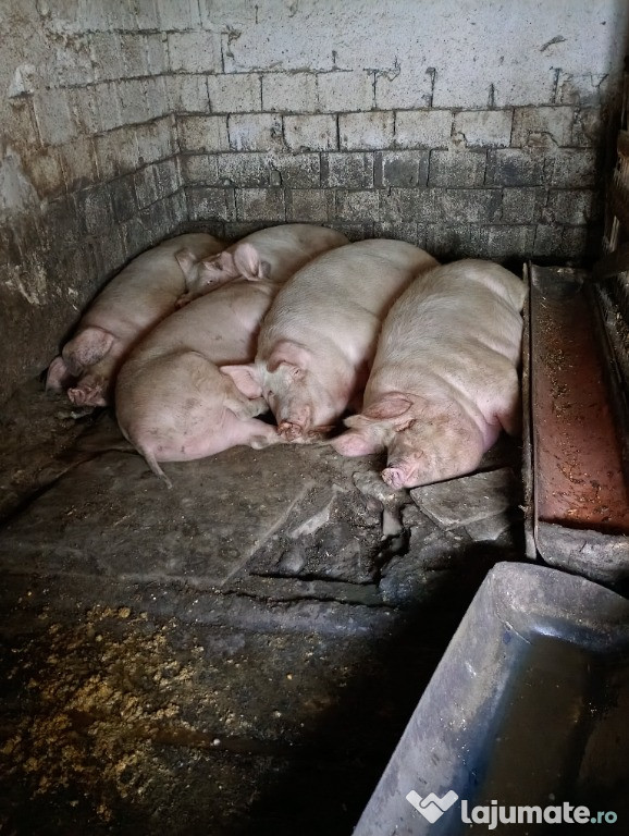 Porci de vânzare!