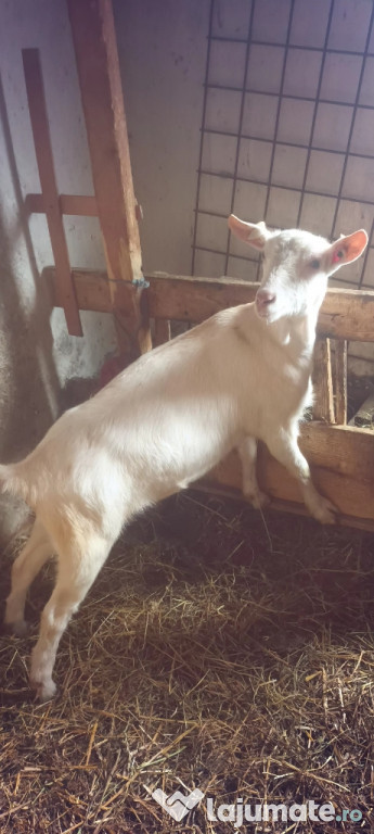 Schimbă locația iadă gestată Sanen