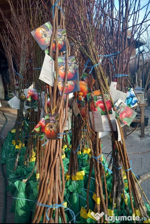 Vând Pomi Fructiferi