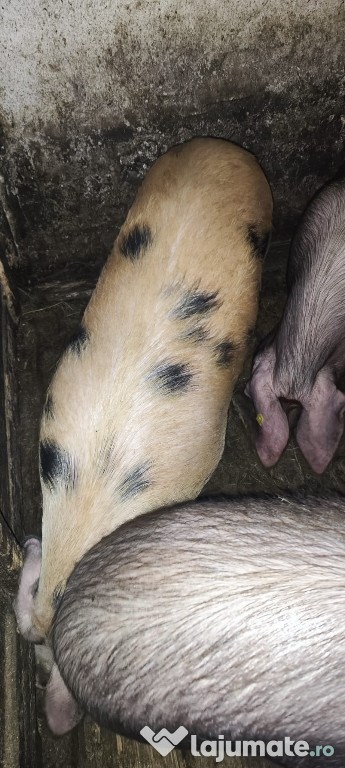 Porci sănătoși hrăniți natural