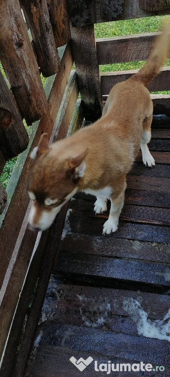 Donez cățel cuminte