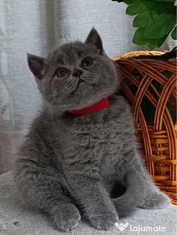 British shorthair