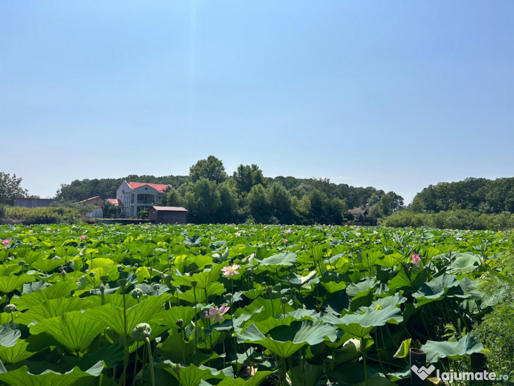 Teren de Vis pe malul lacului Snagov / 4000 mp in inima Natu