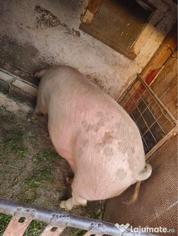 Vând porc pentru sacrificat de Crăciun