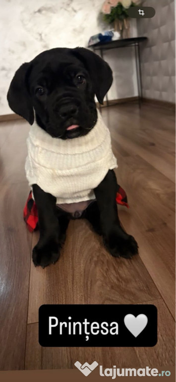 Pui cane corso de vanzare