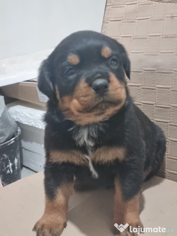 Puiuți drăguți Rottweiler