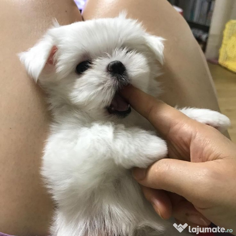 Bichon maltez mini toy