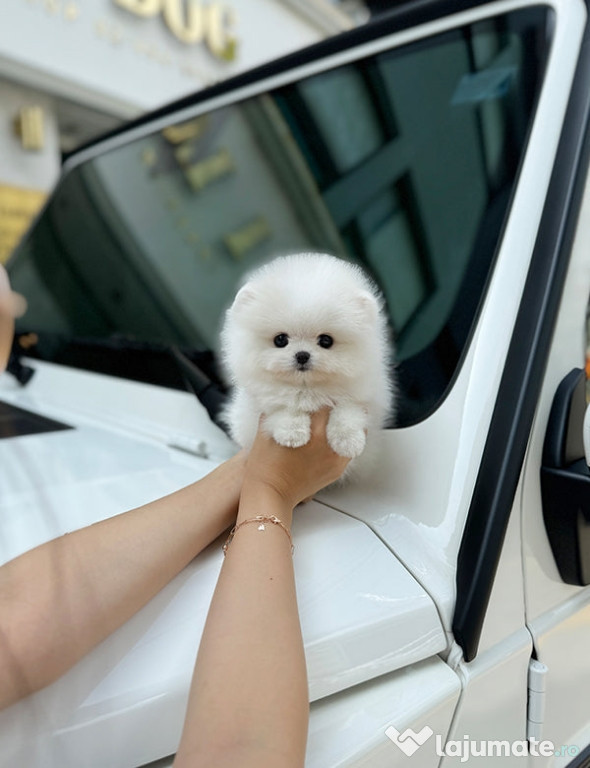 Pomeranian mini teeacup talie de buzunar!