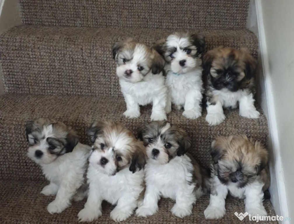 Pui Shihtzu minunați disponibili.