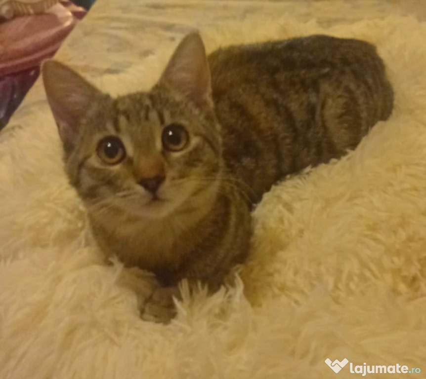 Pisicute metis British Shorthair pui, gratuit