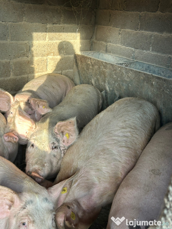 Vând porci de casă