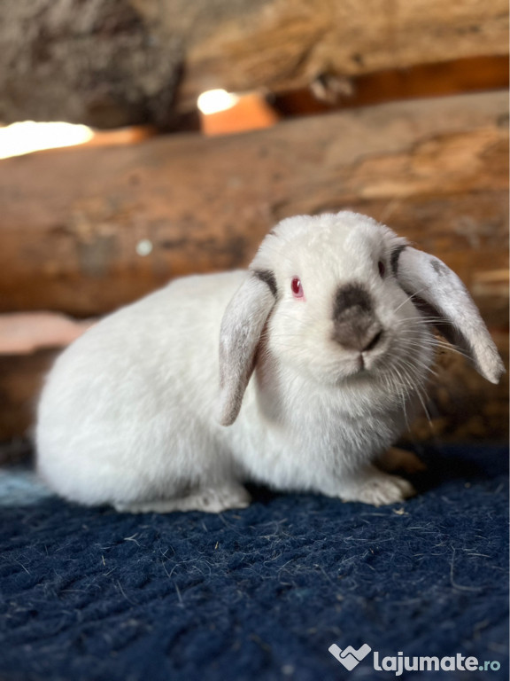 Iepurași pitici disponibili