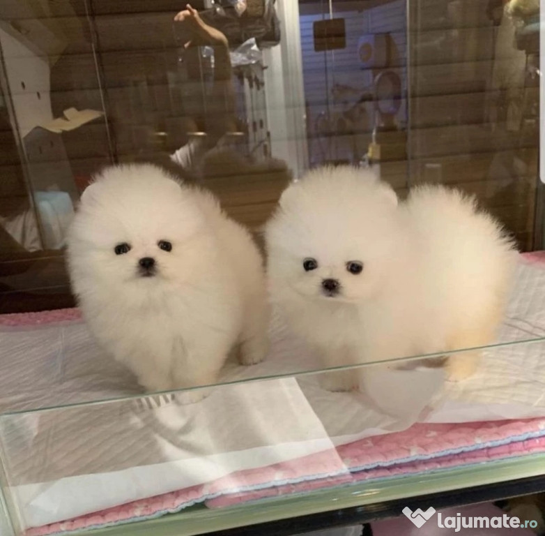 Pomeranian boo mini Cadoul ideal pt cei dragii