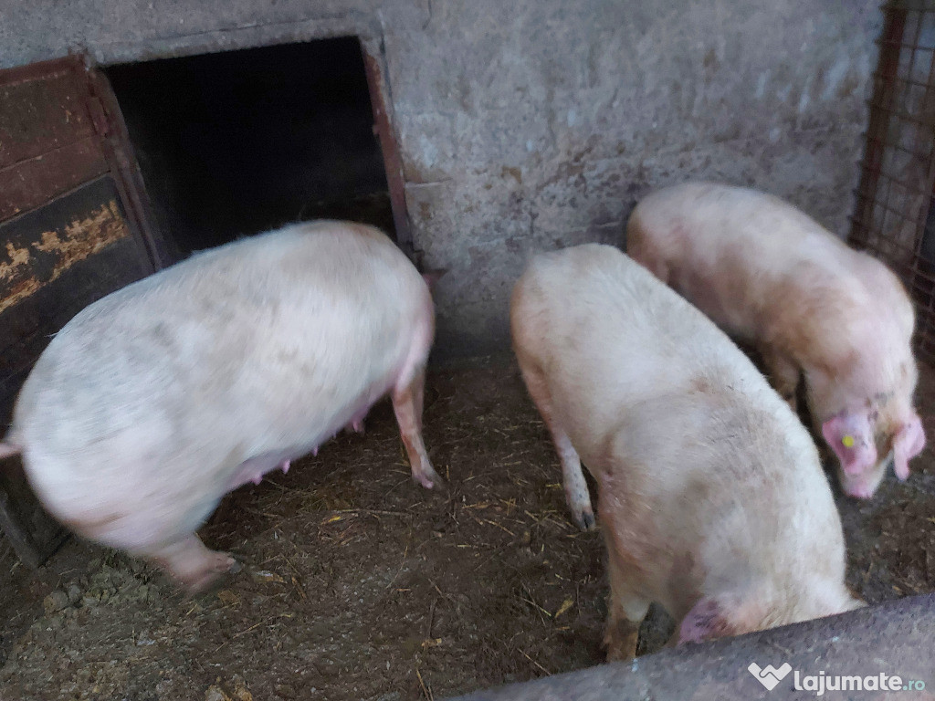 Porci de carne crescuti natural cu faina fiarta de porumb