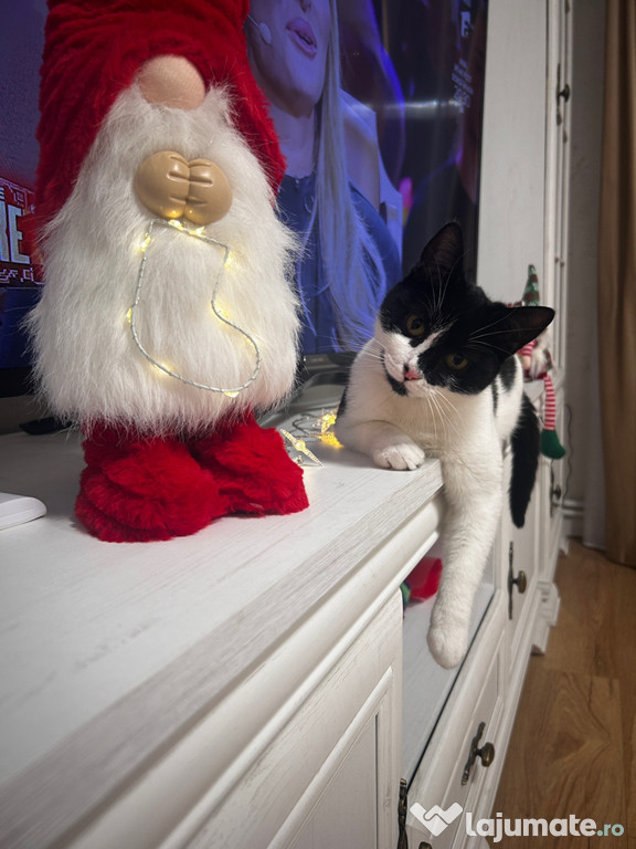 Adopție pisică. BOTOȘANI