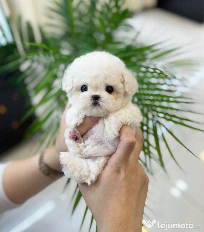 Bichon Frise Mini Toy