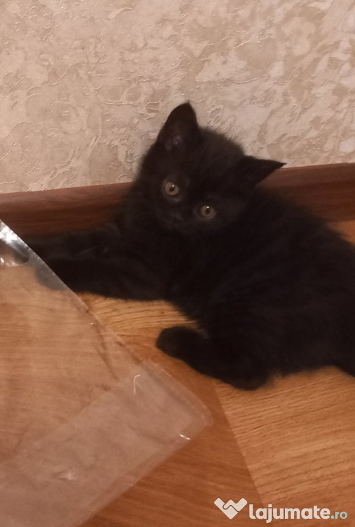 British shorthair Bleack