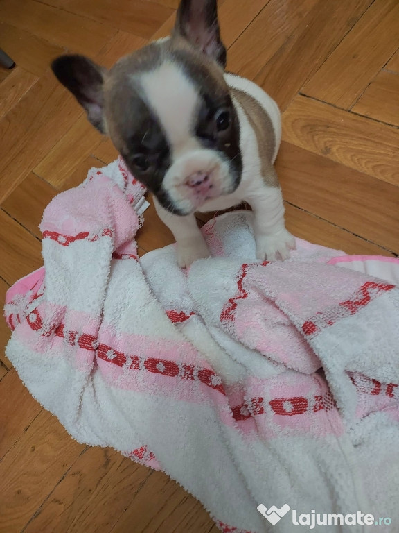 Pui de bulldog francez, femela