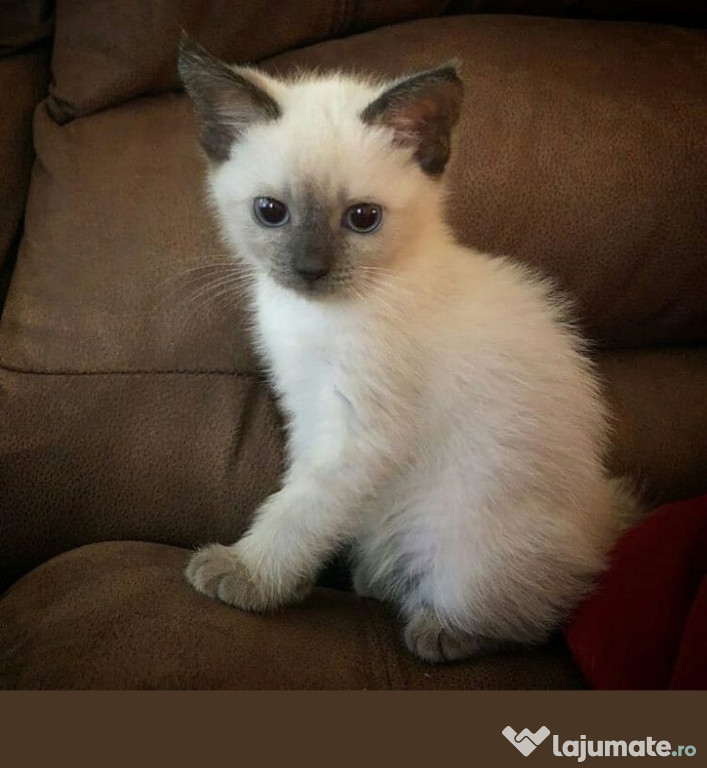 Ragdoll fetita și baetel