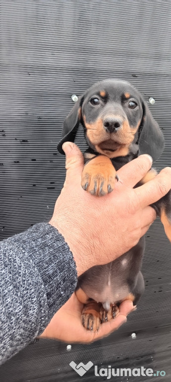 Pui Teckel băiețel cu pete de foc