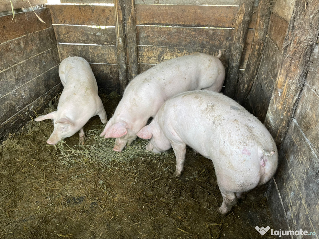Porci și purcei din rasa landrace cu Pietrain !