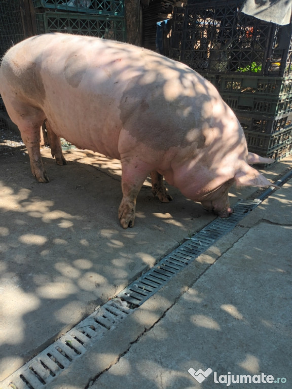 Porci pietrean belgian