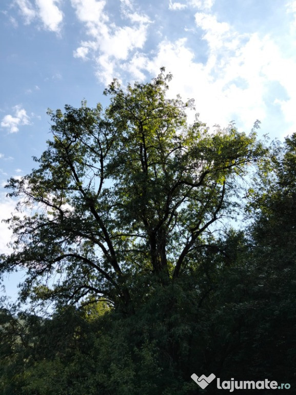 Teren suprafata 7,8 ha,zona idilica-Apuseni