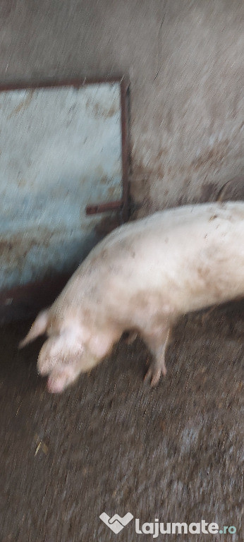 Vand porci de carne crescuti natural in gospodaria proprie