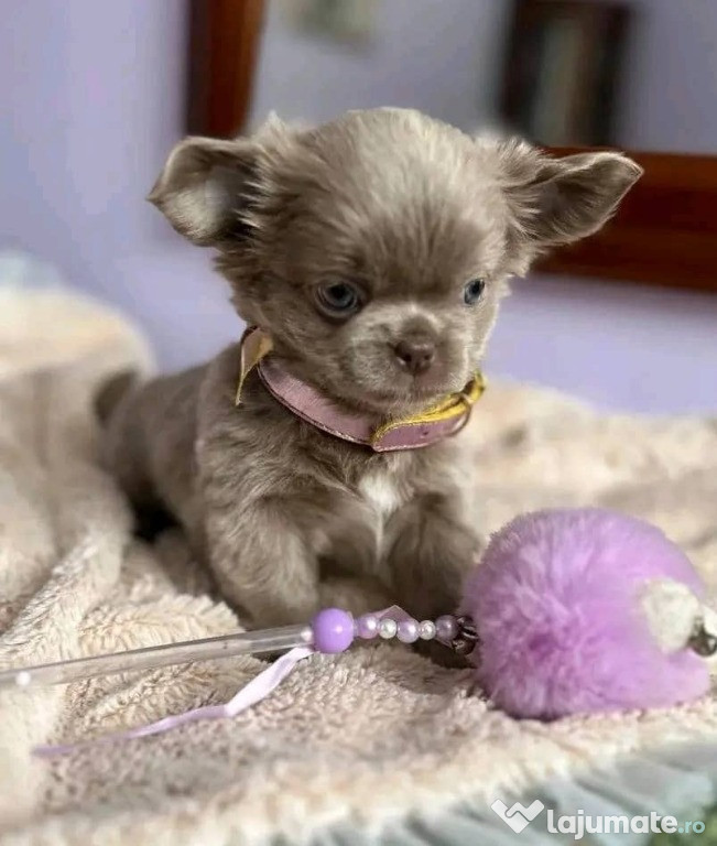 Mamy śliczny miot szczęśliwych, zdrowych szczeniąt szukających stałego