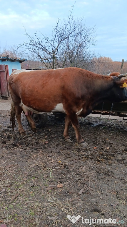 Animale de vânzare!!!