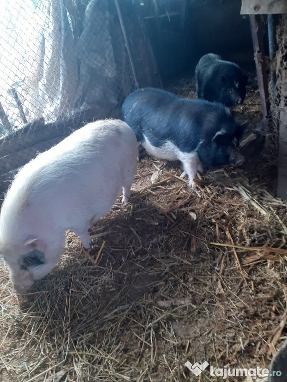 Porci vietnamezi Tulcea