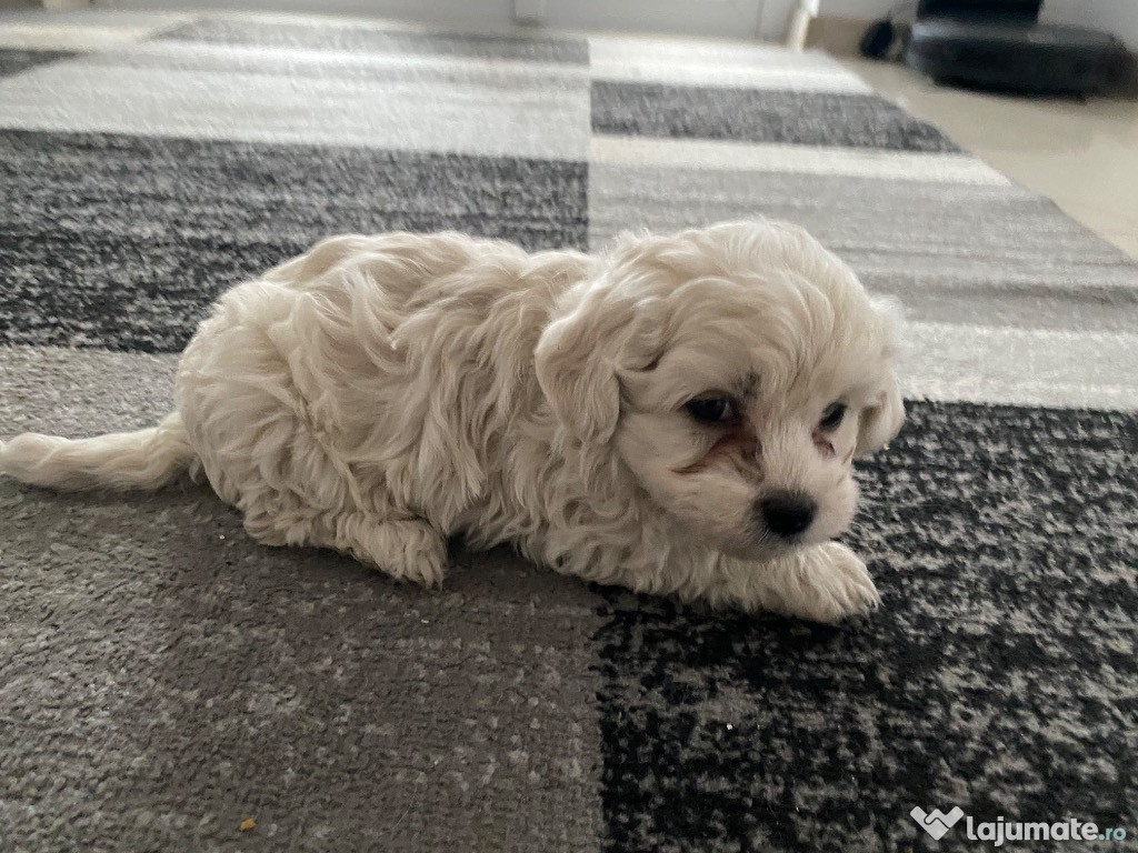 Bichon Maltez rasă pură