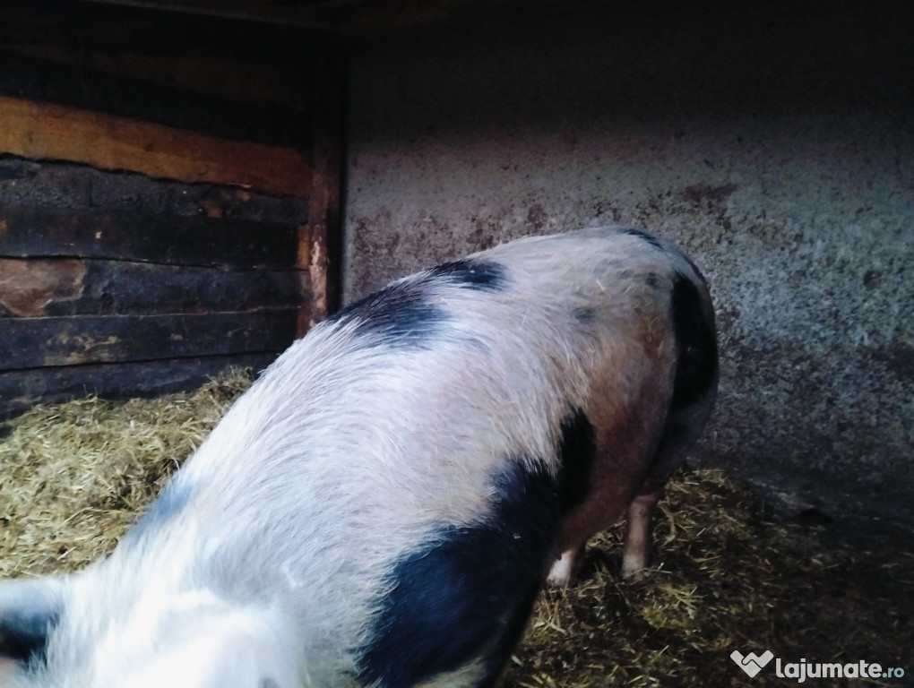 Vând porci pentru sacrificare
