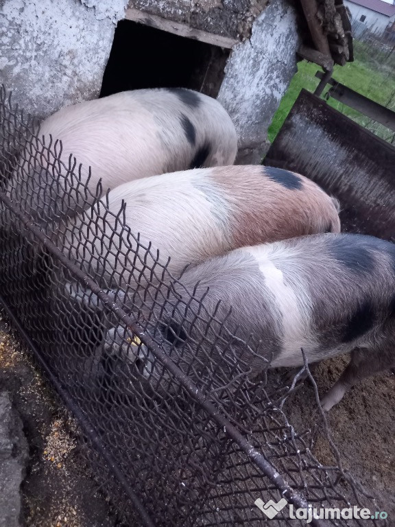 Vând porci de carne