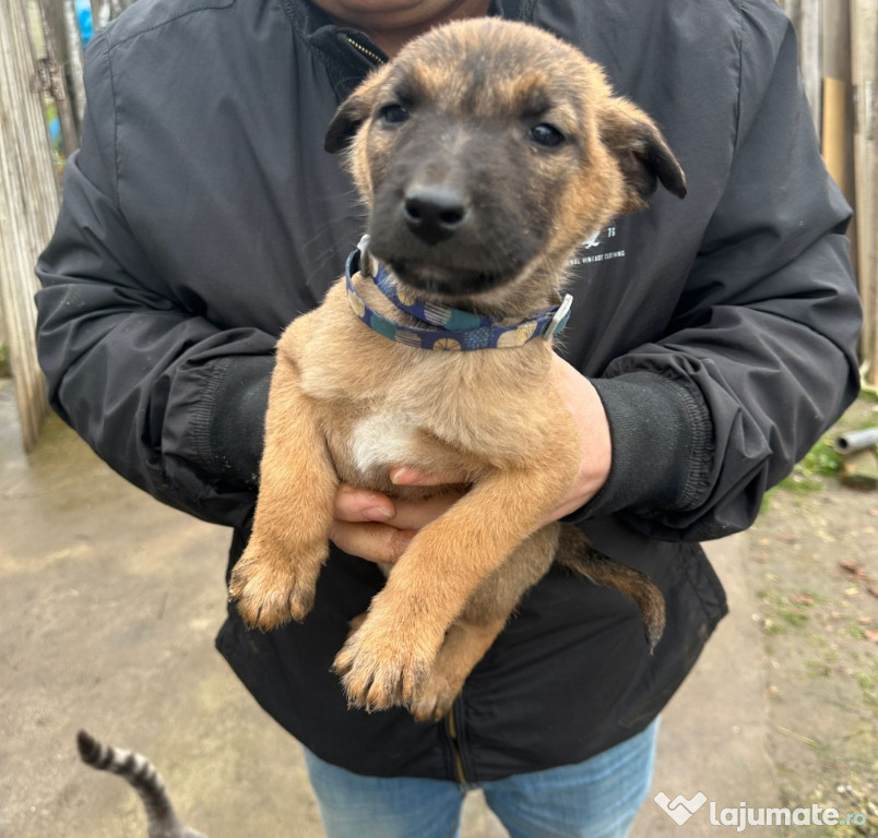 Vând pui Ciobanesc belgian Malinois talie mare