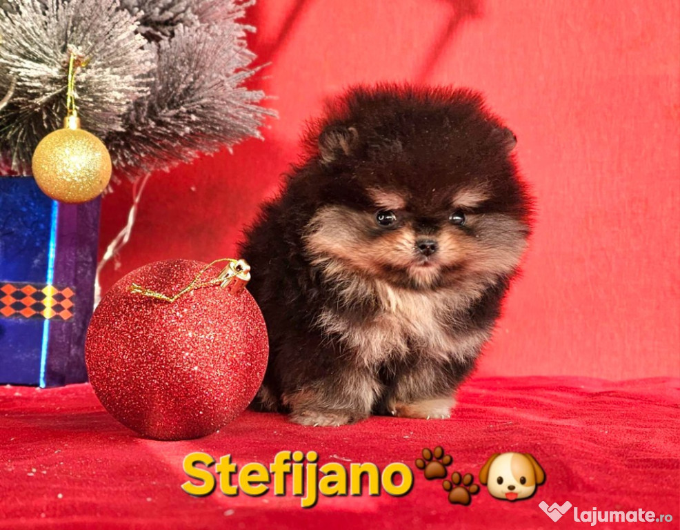 Pomeranian Boo – pui CHOCOLATE & TAN | NOU