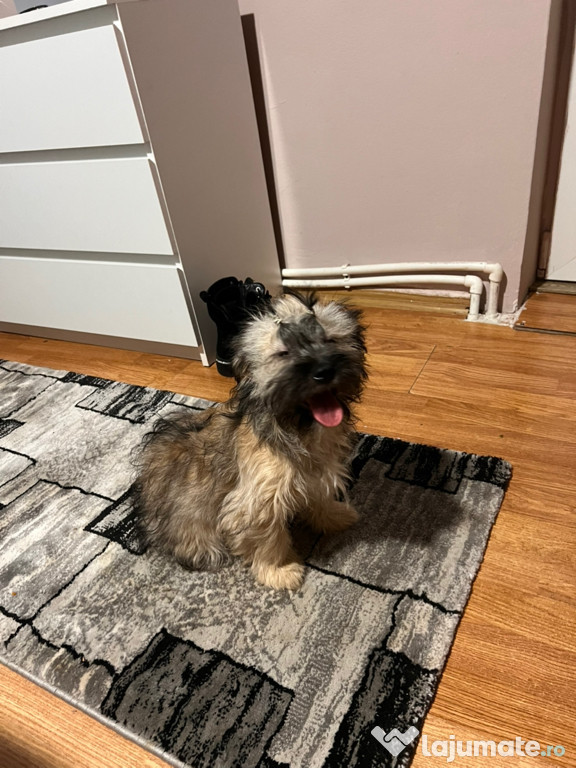 Bishon havanez femela