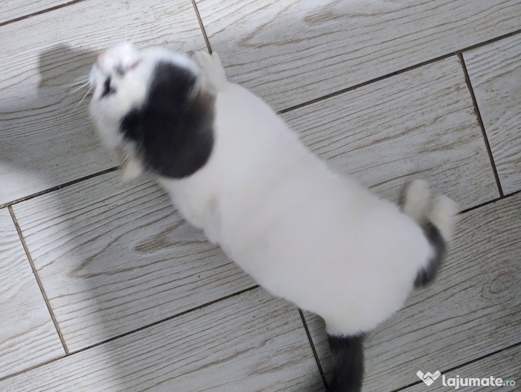 Exemplar de pisica rar