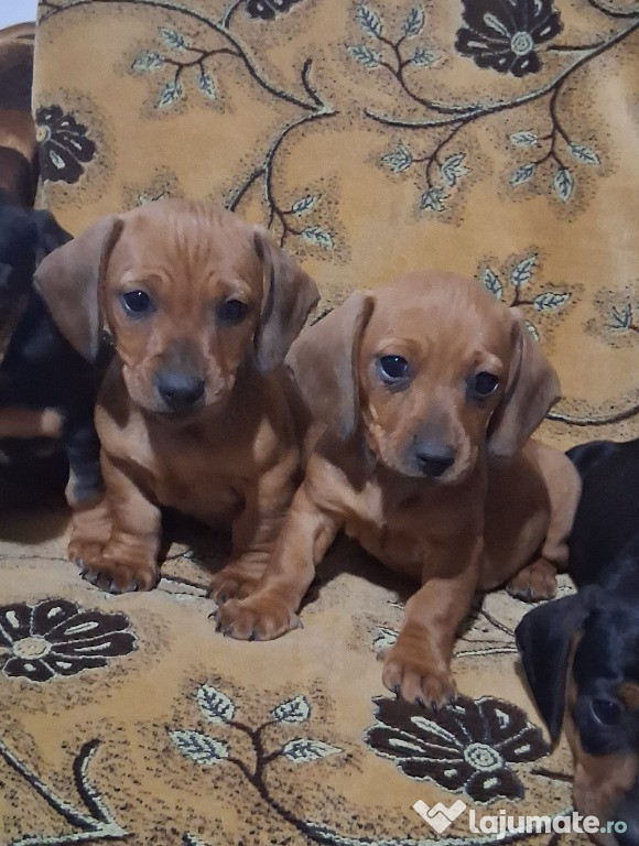 Teckel ????-Dorim sa fim prietenul tău adevărat!!