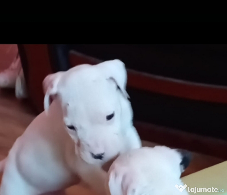 Pui dog argentinian, născuți pe 11 noiembrie.