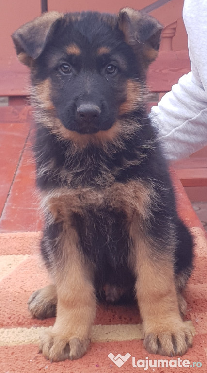 Vand catel Ciobanesc german