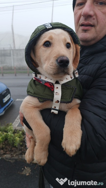 Labrador Retriever rasa pura 3 luni educat pentru apartament
