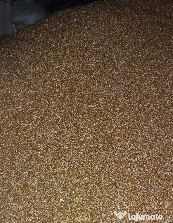 Porumb pentru mălai