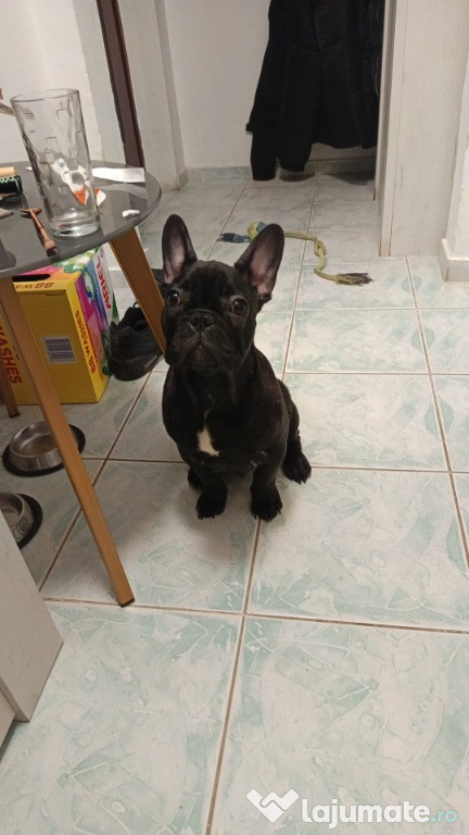 Vand pui bulldog francez